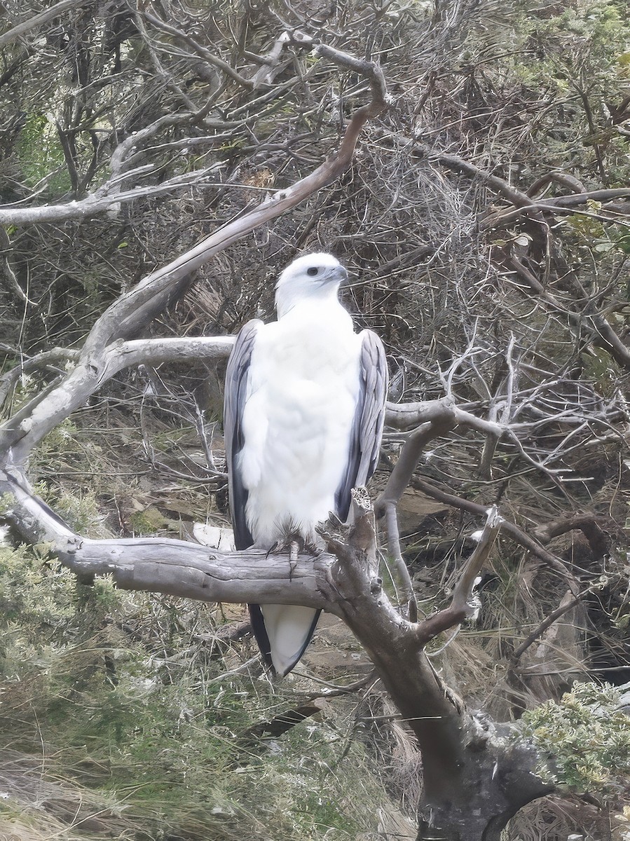 白腹海鵰 - ML645585638