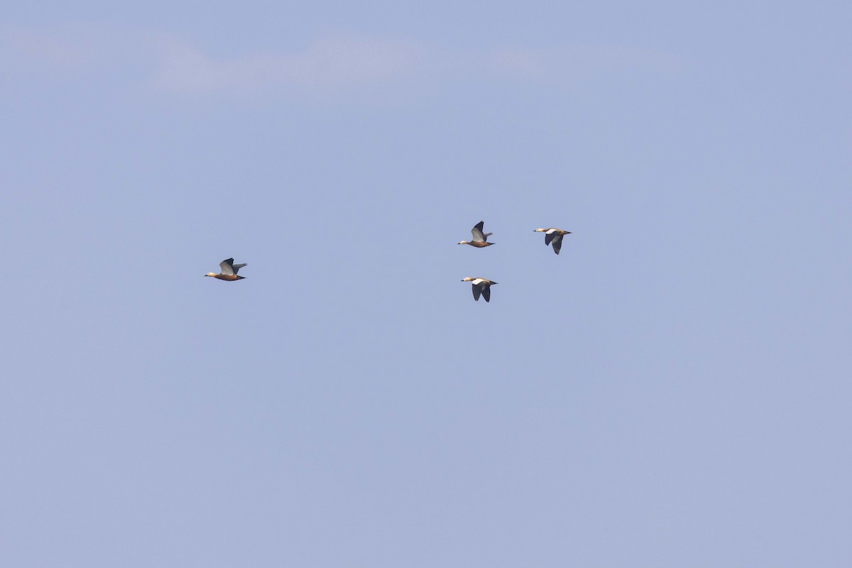 瀆鳧 - ML645585639