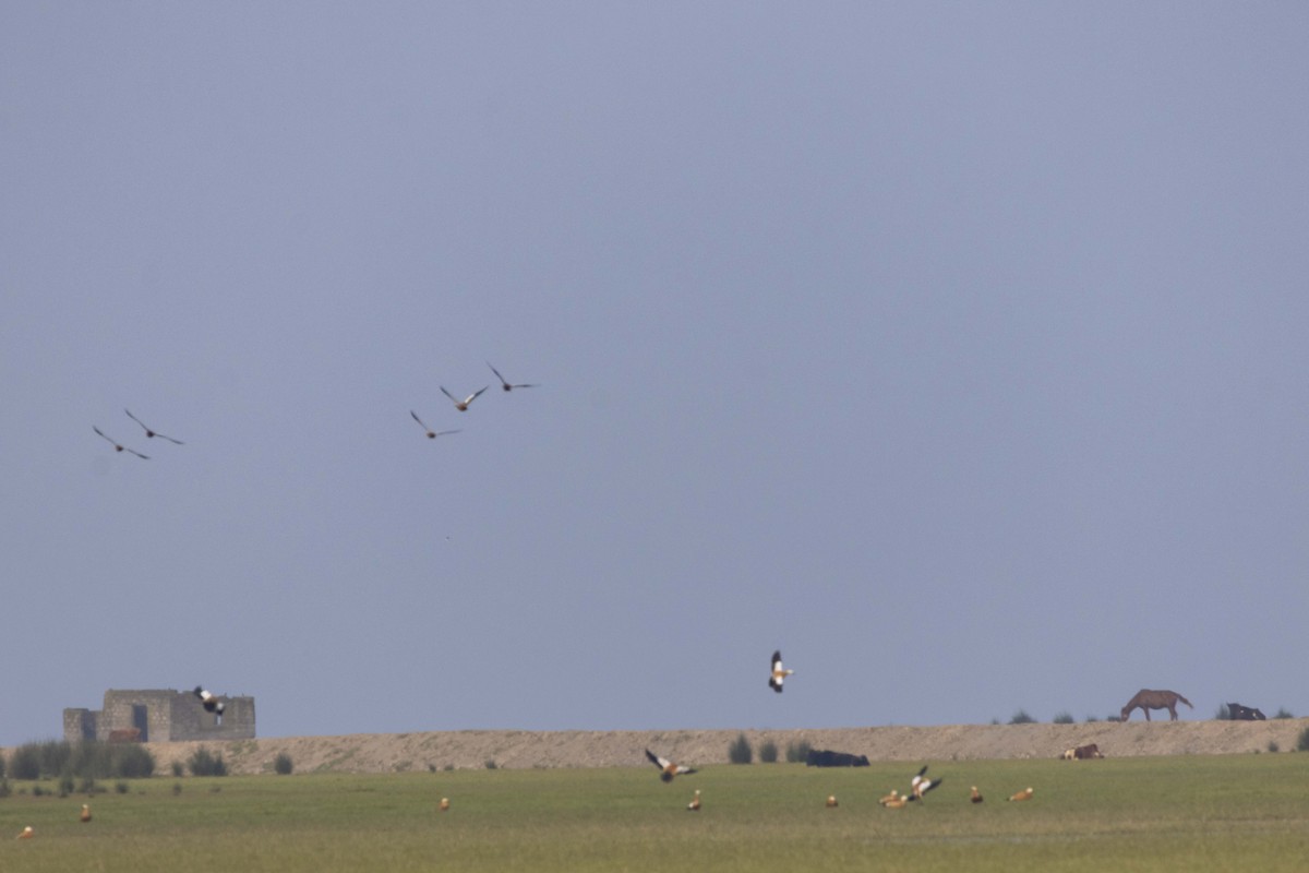 瀆鳧 - ML645585640