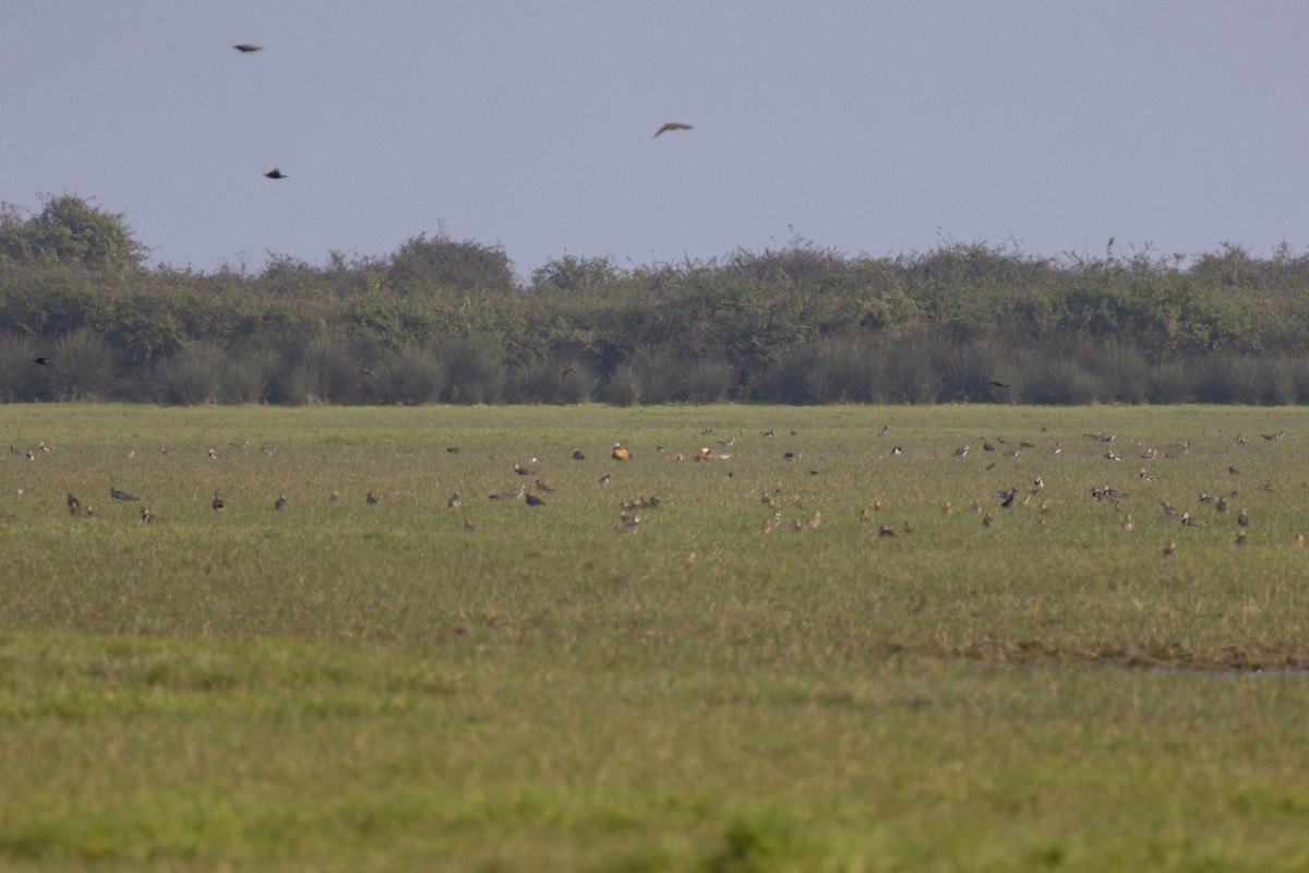 瀆鳧 - ML645585641