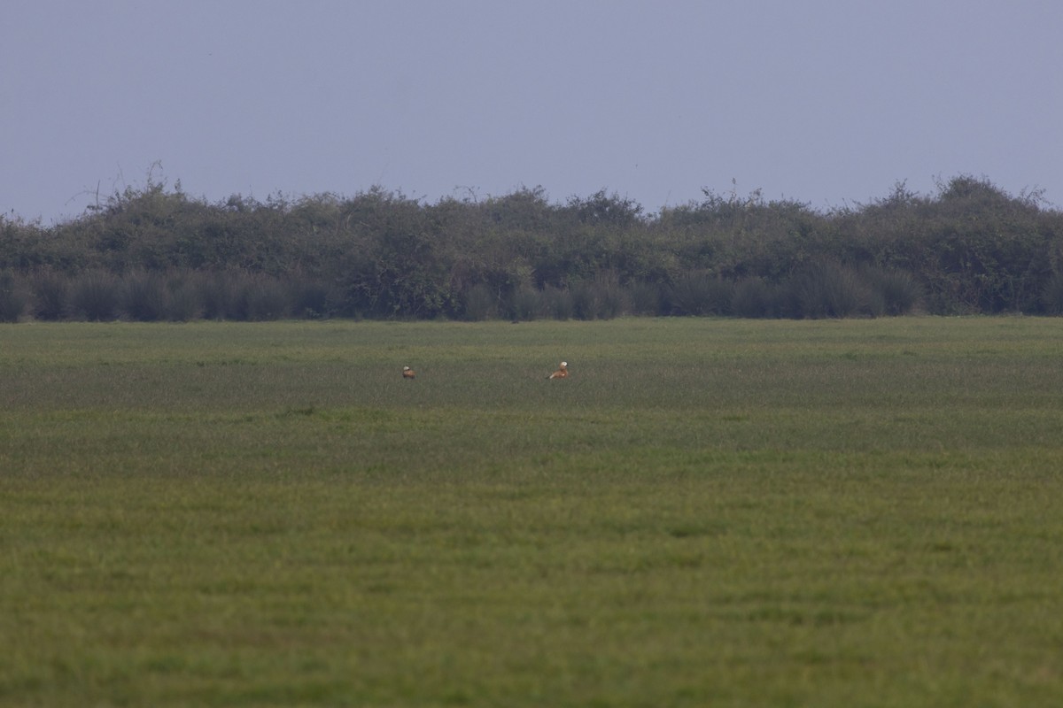 瀆鳧 - ML645585642