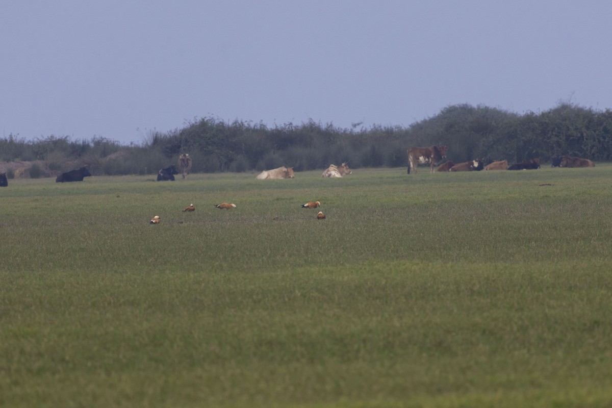 瀆鳧 - ML645585643