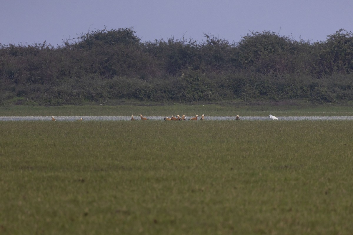 瀆鳧 - ML645585644