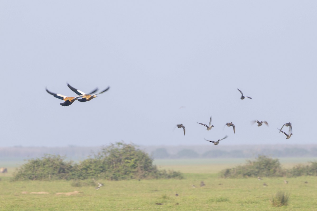 瀆鳧 - ML645585645