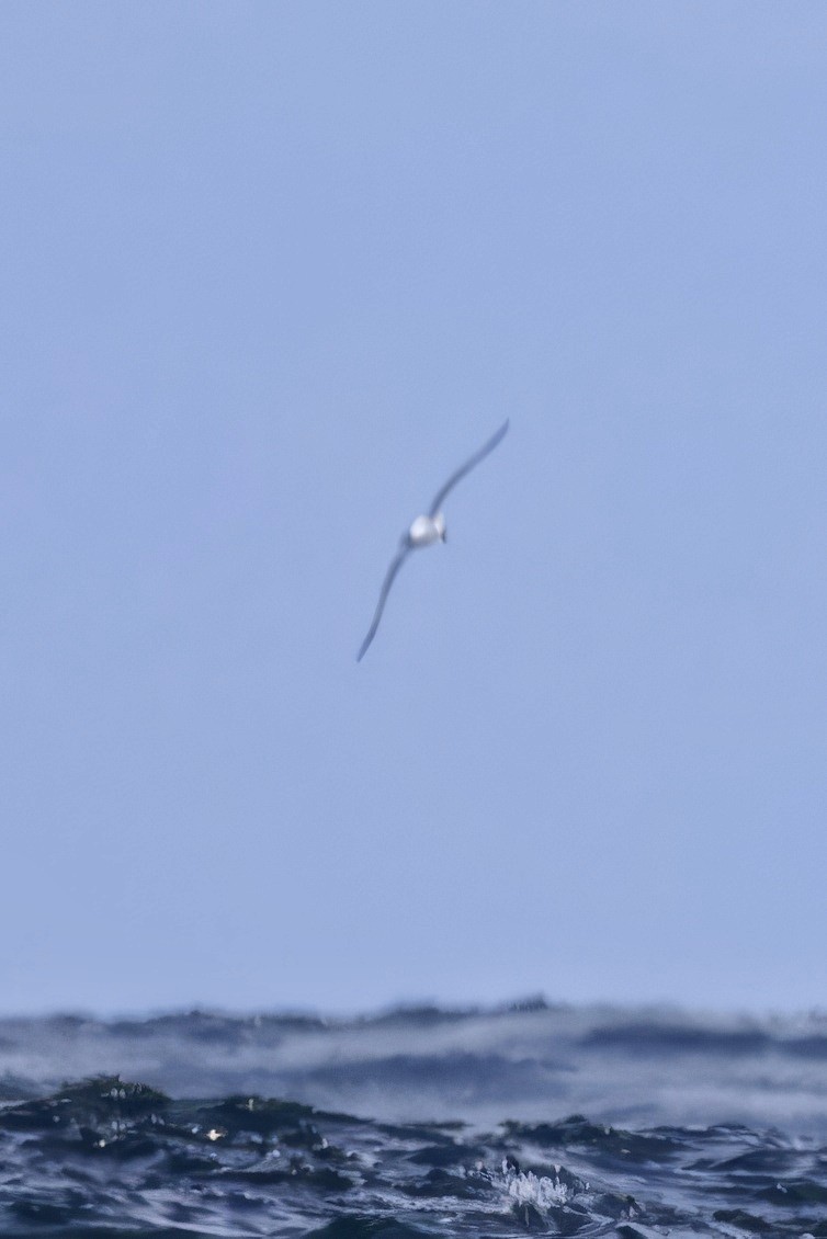 White-capped Albatross - ML645585648