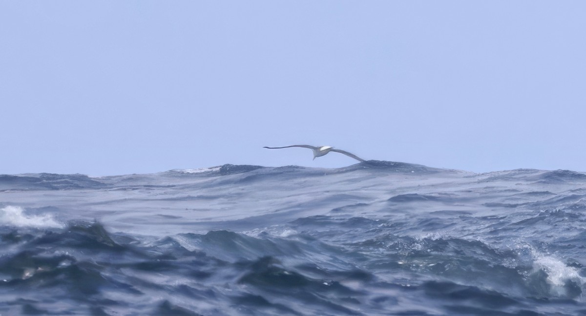 White-capped Albatross - ML645585649