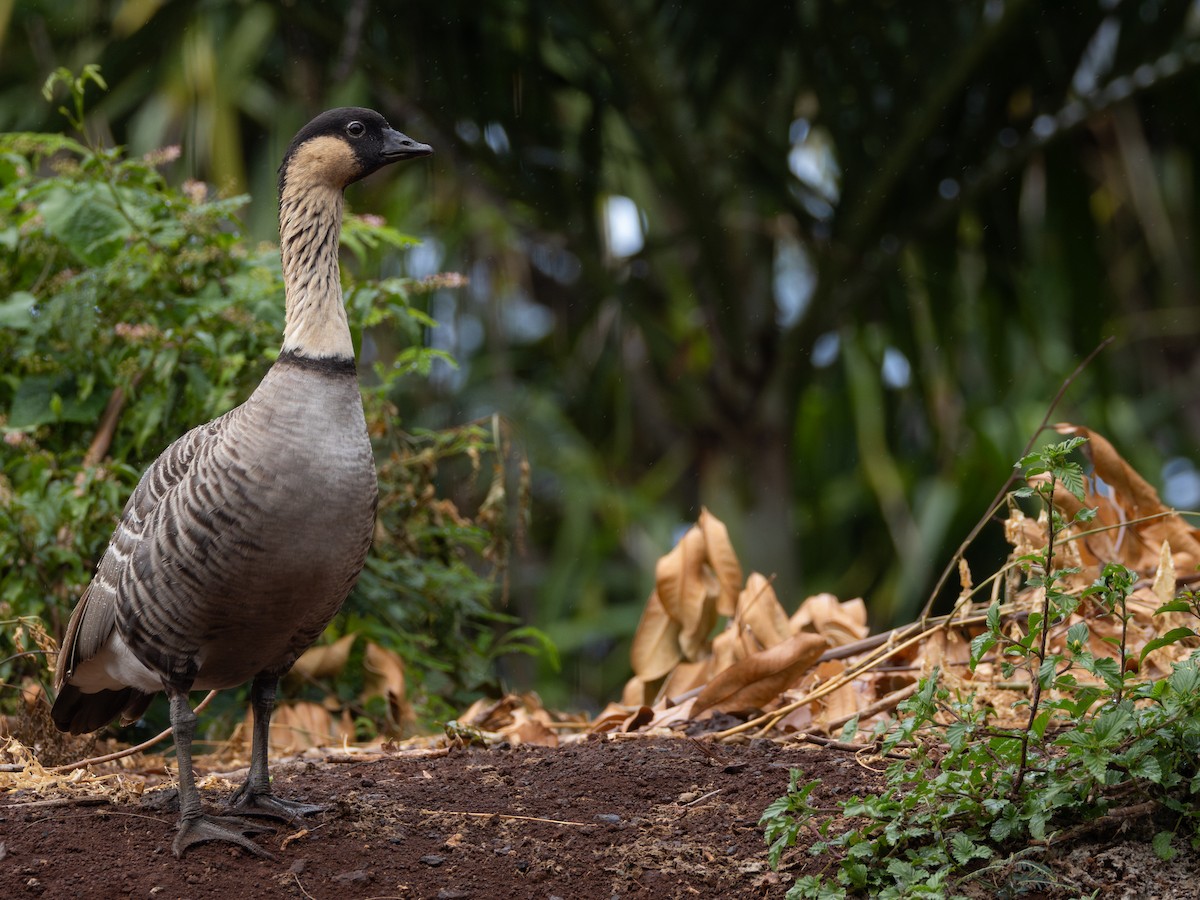 Hawaiian Goose - ML645585650