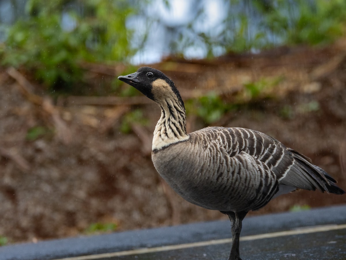 Hawaiian Goose - ML645585651