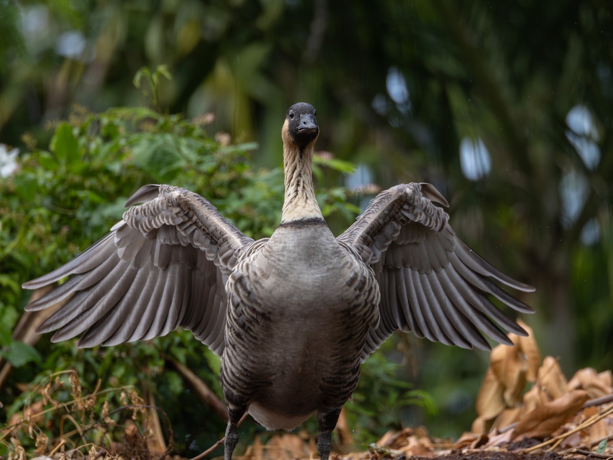 Hawaiian Goose - ML645585652