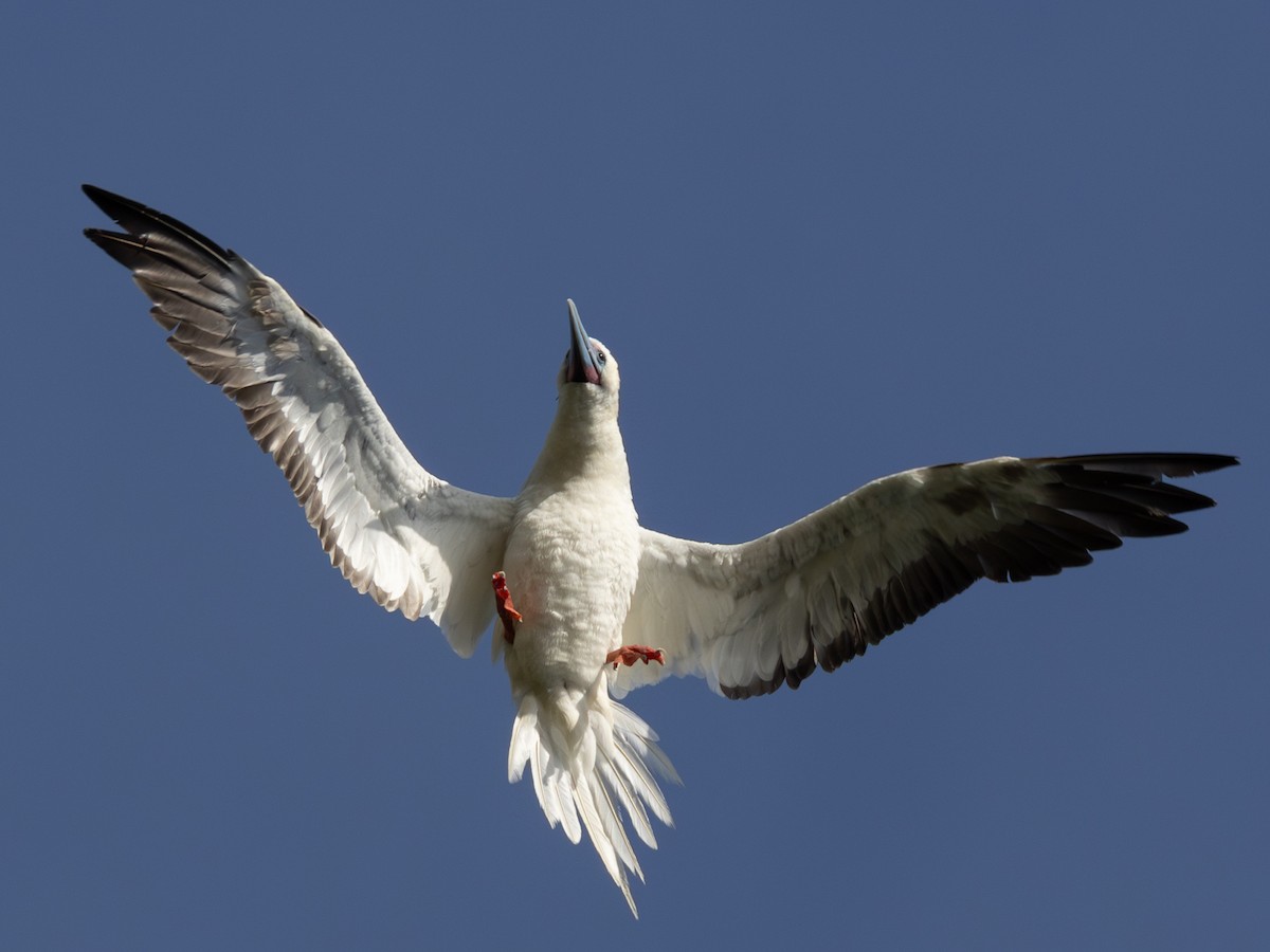 紅腳鰹鳥 - ML645585653