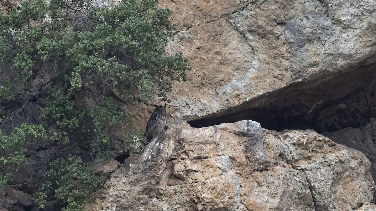 鵰鴞 - ML645585654