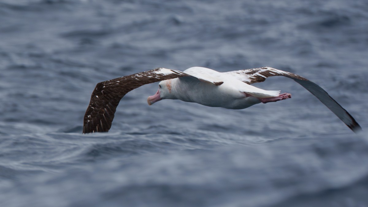 Antipodean Albatross (Gibson's) - ML645585655
