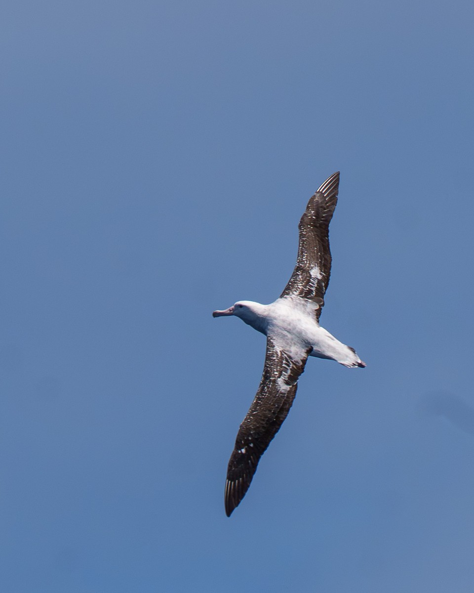 Antipodean Albatross (Gibson's) - ML645585656