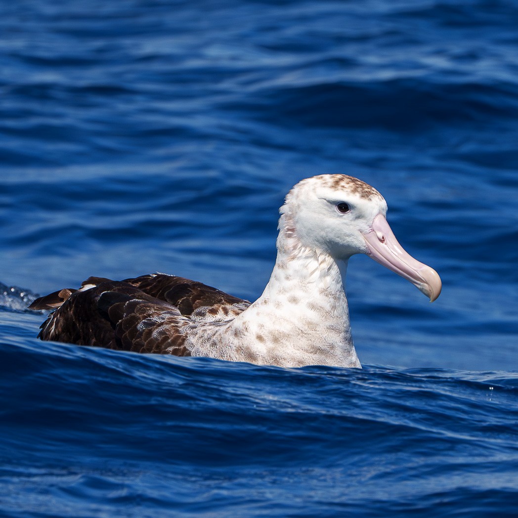 Antipodean Albatross (Gibson's) - ML645585657