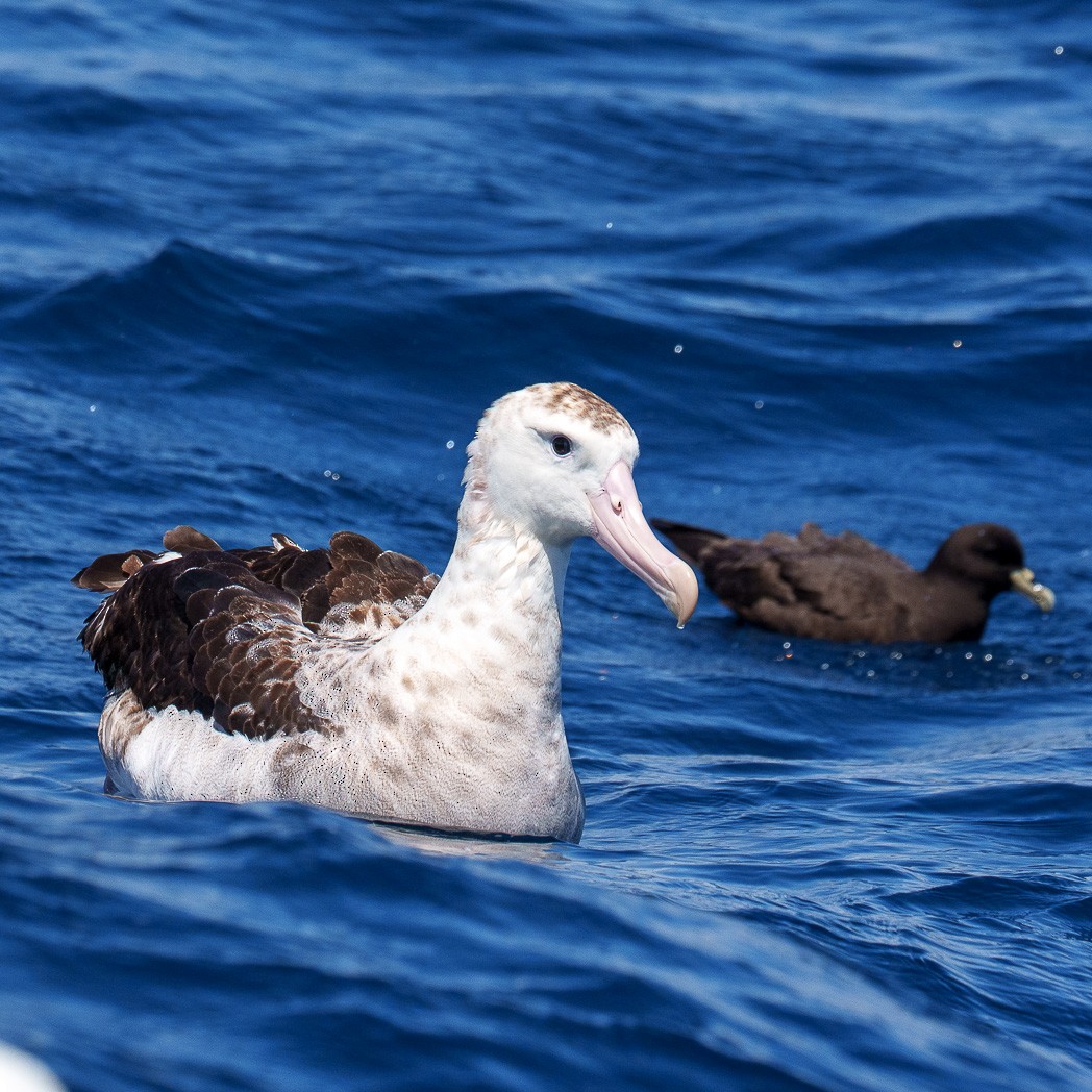 Antipodean Albatross (Gibson's) - ML645585658