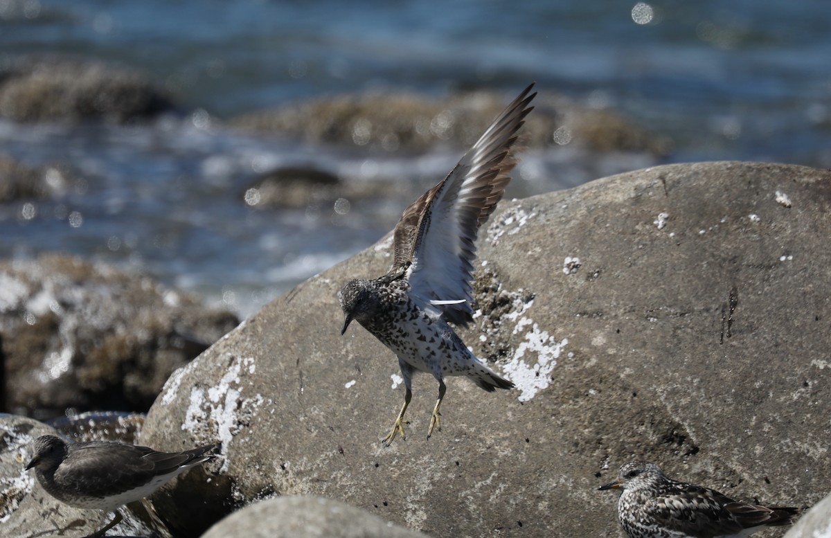Surfbird - ML645585659