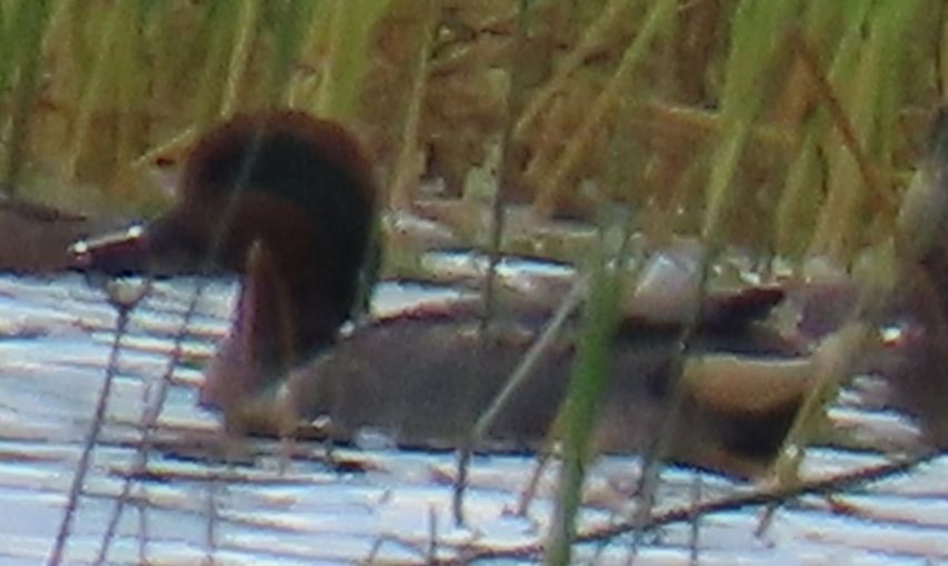 小水鴨 - ML645585660