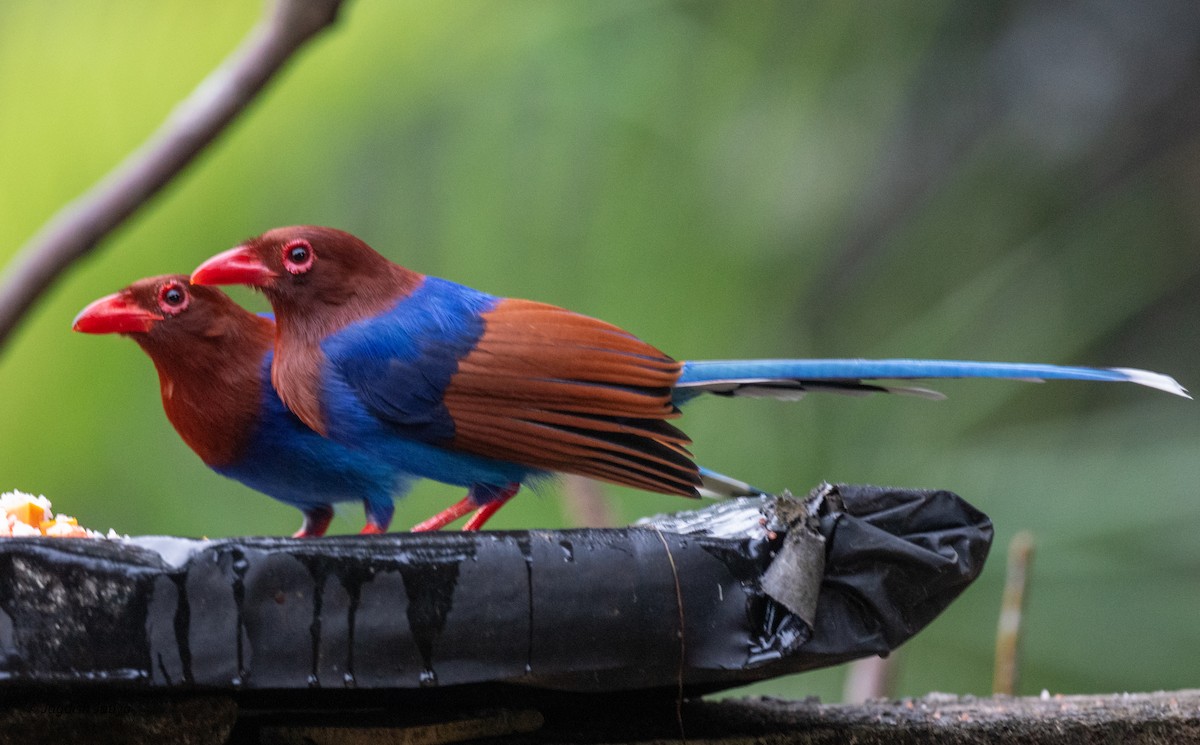 Sri Lanka Blue-Magpie - ML645585665