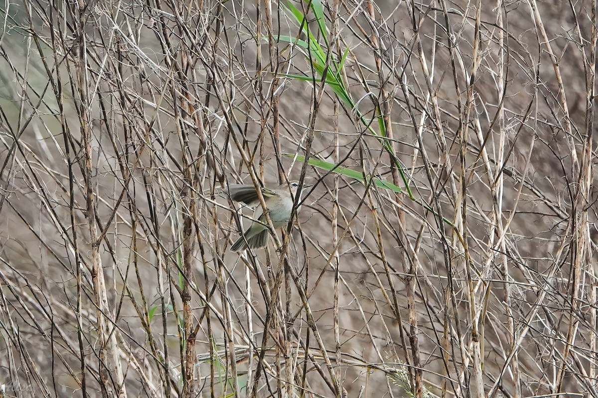 嘰喳柳鶯 - ML645585681