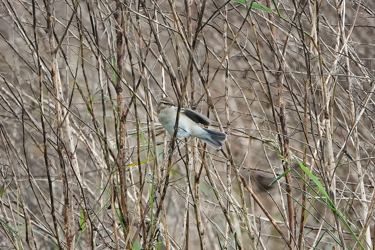 Common Chiffchaff - ML645585682