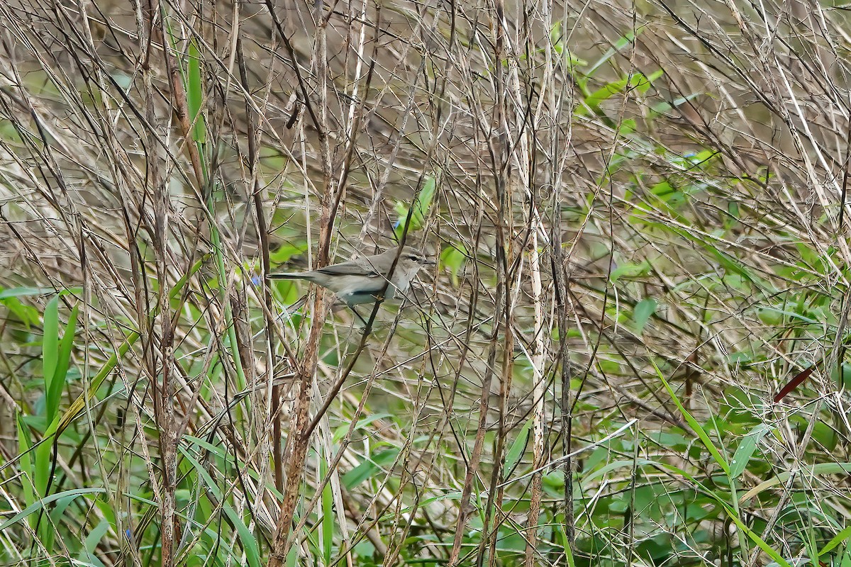 嘰喳柳鶯 - ML645585683