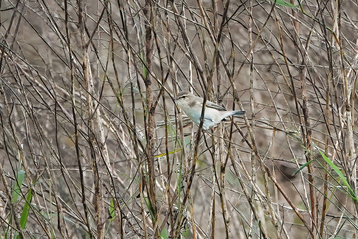 嘰喳柳鶯 - ML645585684