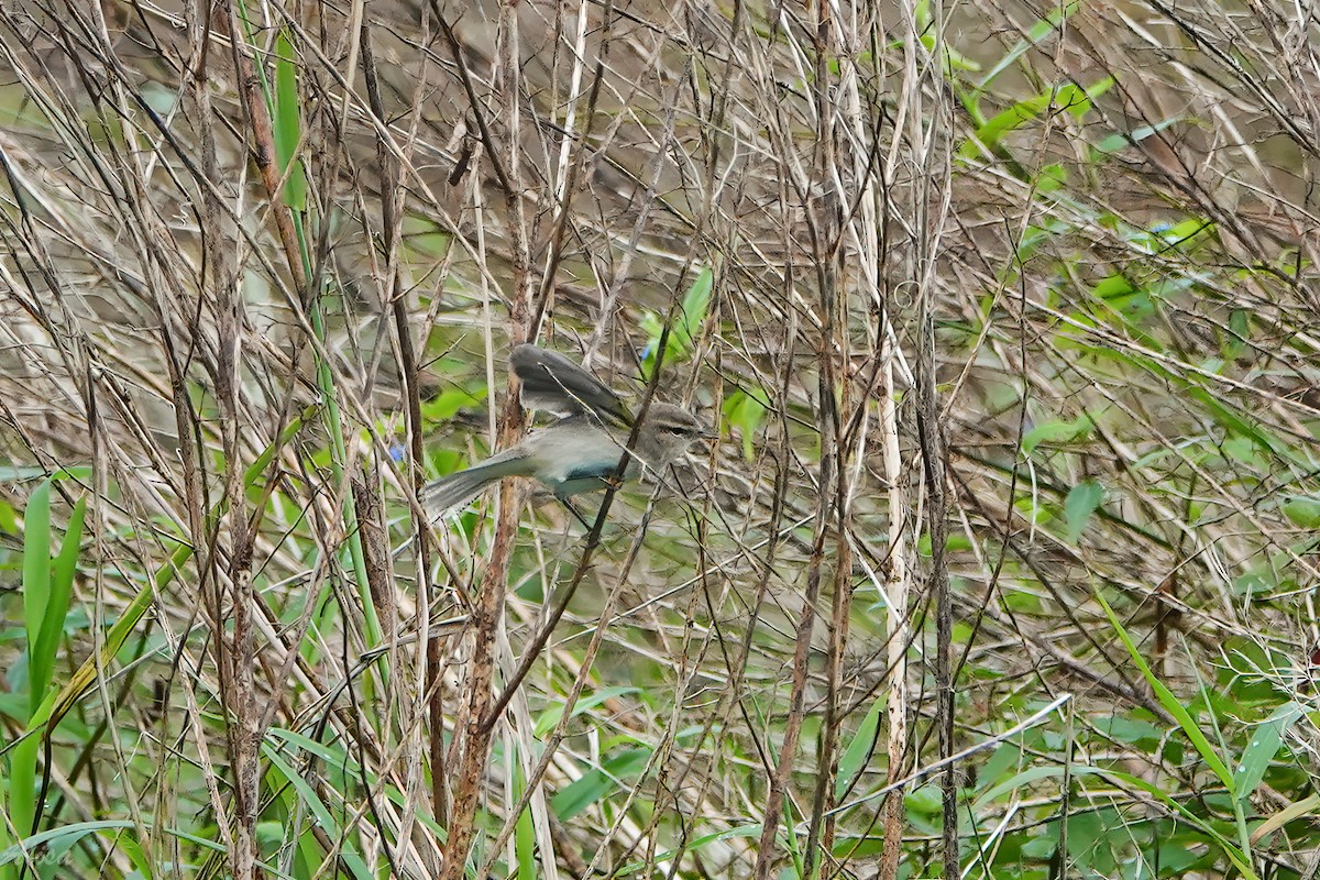 嘰喳柳鶯 - ML645585685