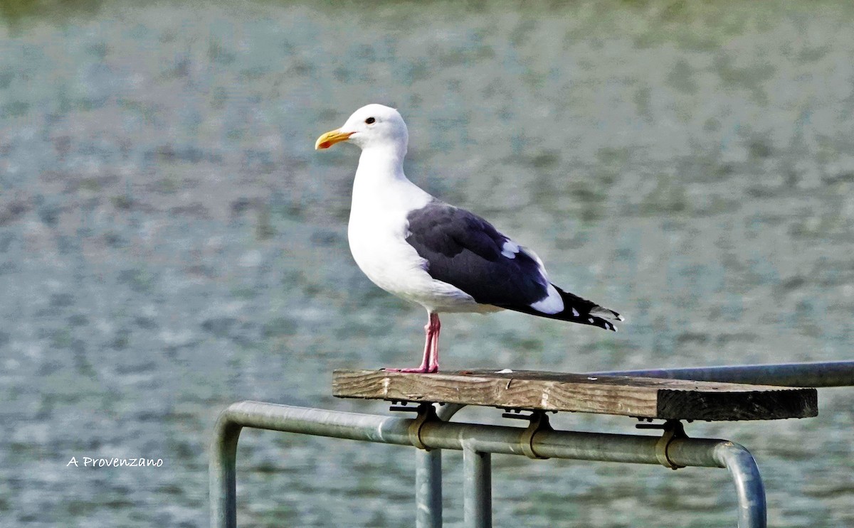 Western Gull - ML645585686