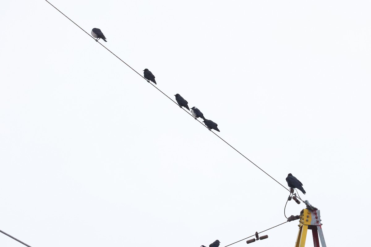 Daurian Jackdaw - ML645585688