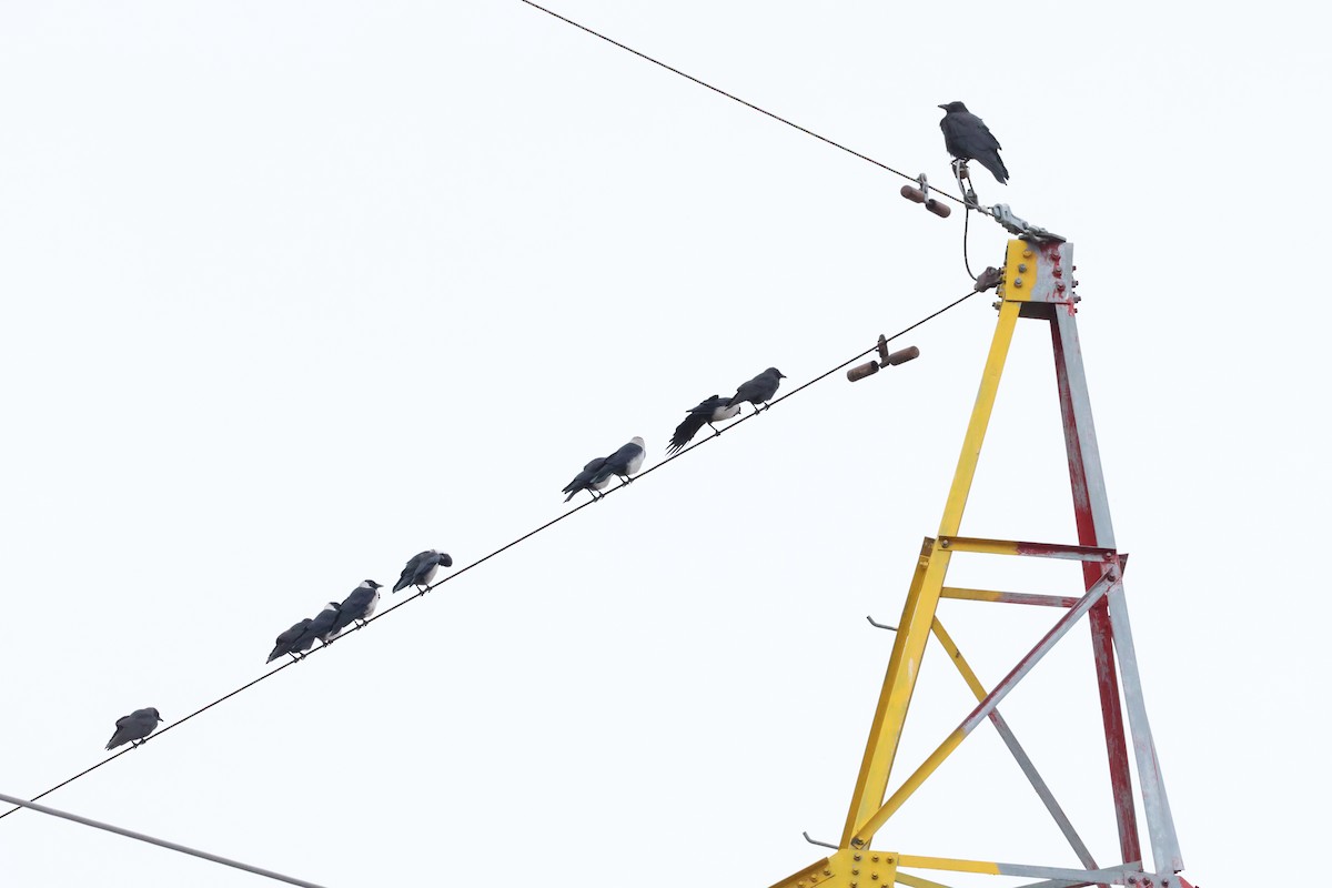 東方寒鴉 - ML645585689