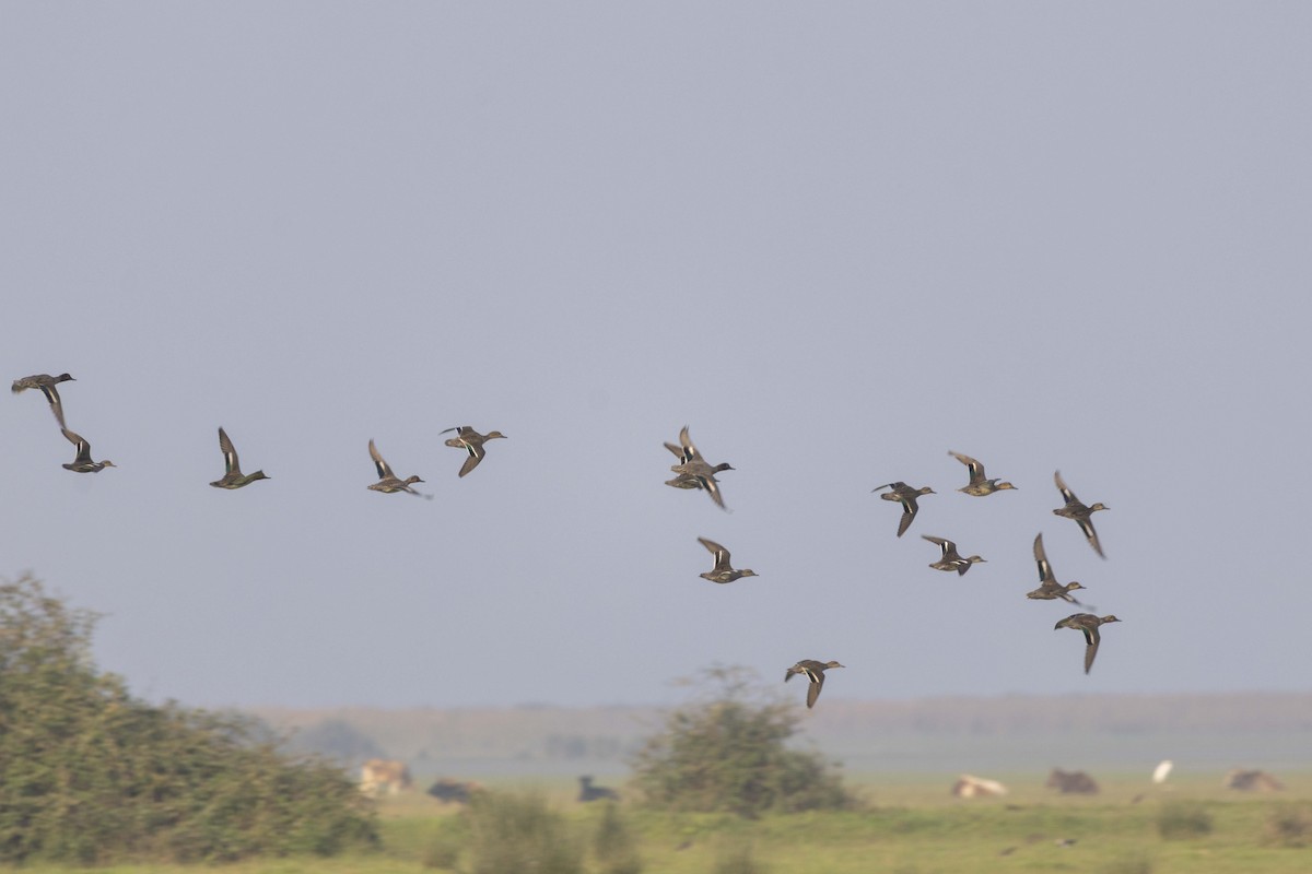 小水鴨 - ML645585690