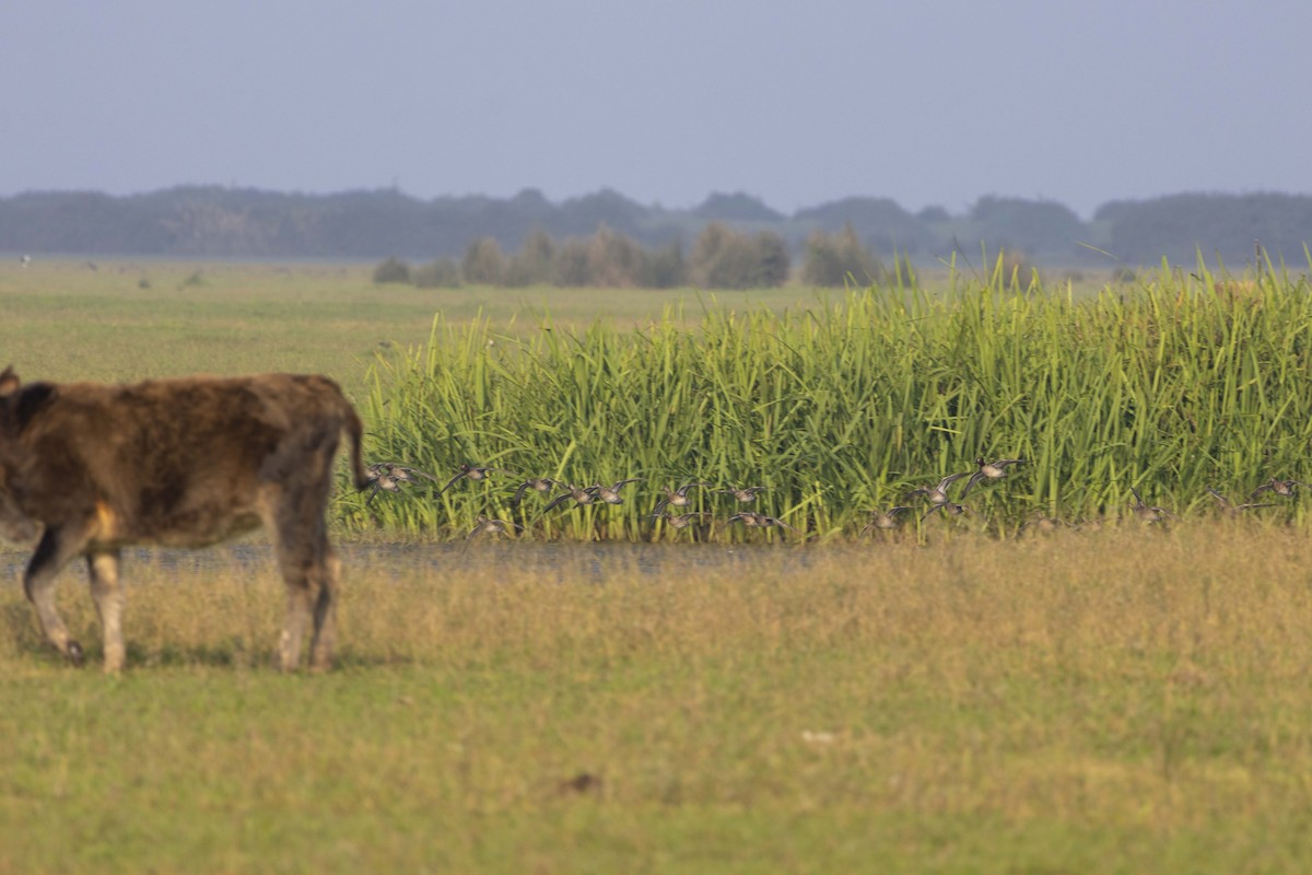 小水鴨 - ML645585691