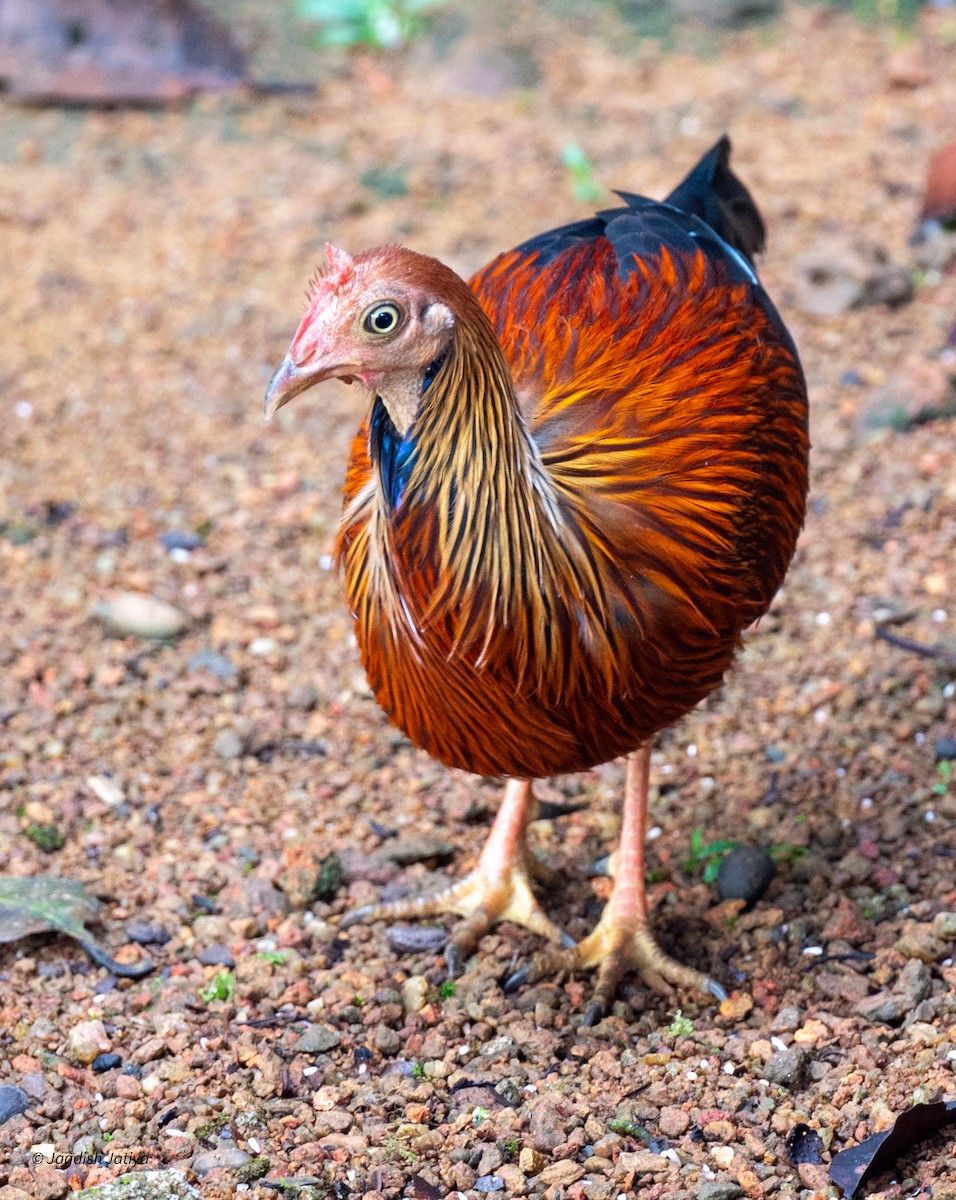Sri Lanka Junglefowl - ML645585692