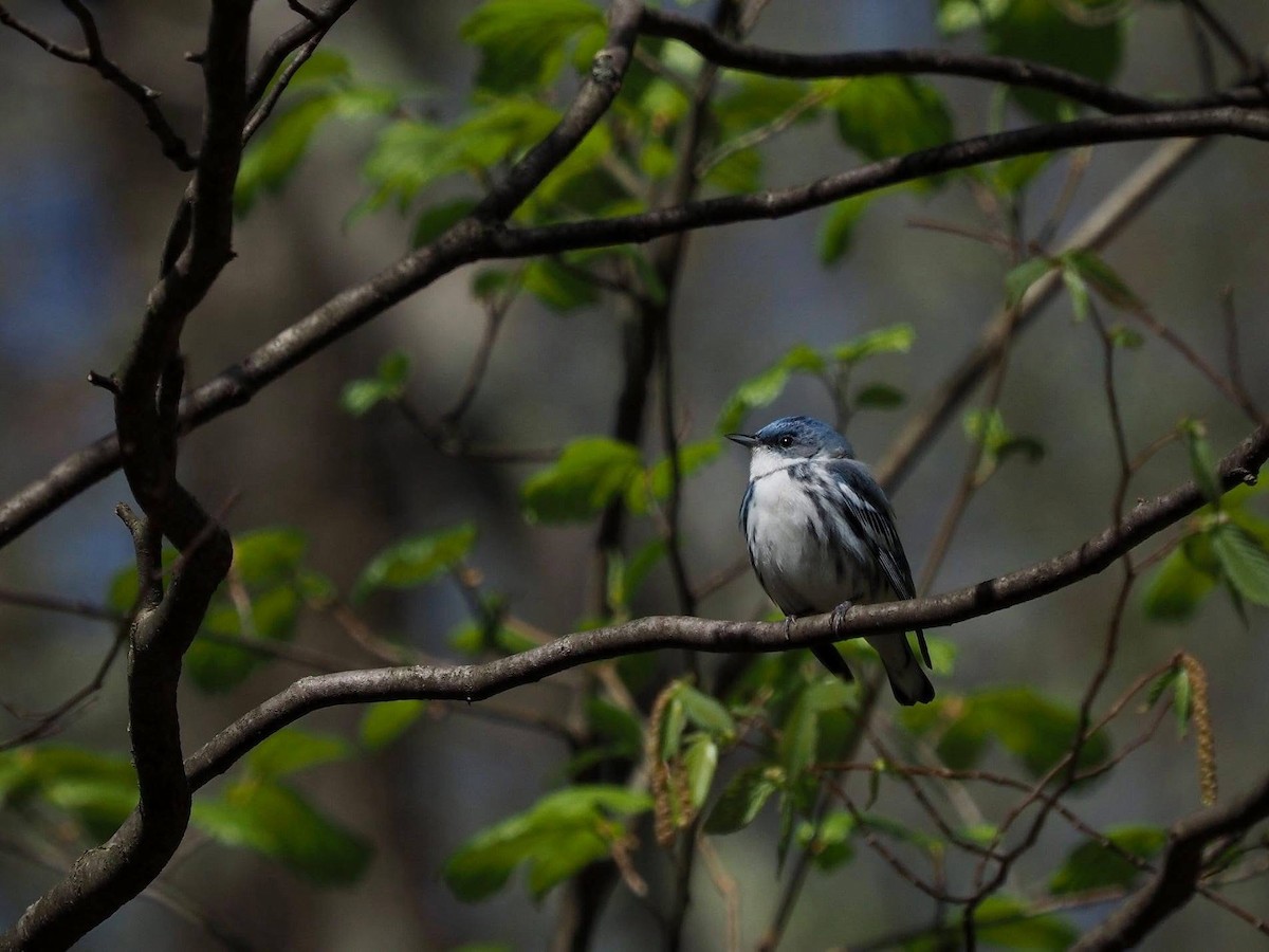 Cerulean Warbler - ML645585697