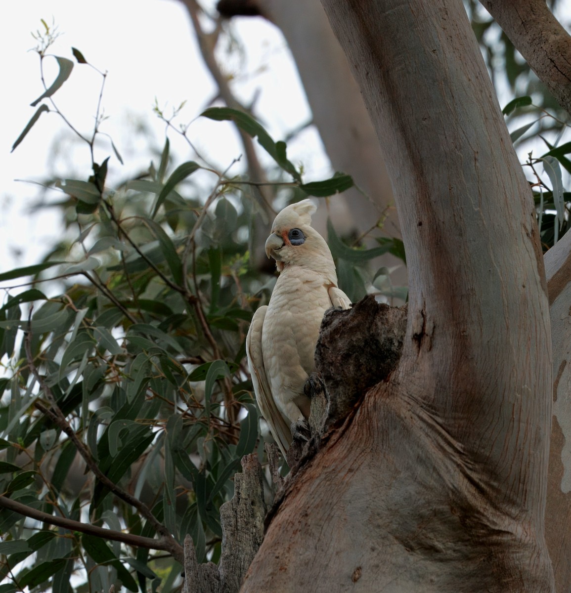 Little Corella - ML645585698