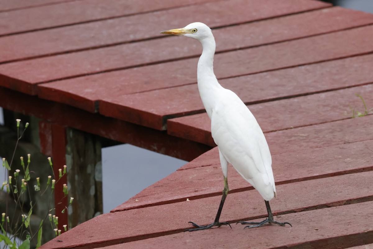 Western Cattle-Egret - ML645585700
