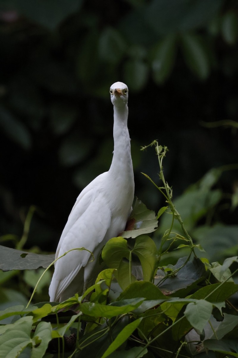 Western Cattle-Egret - ML645585701
