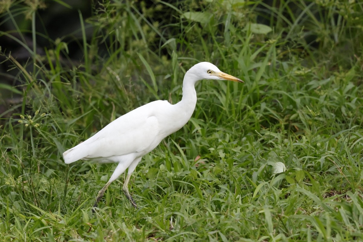 Western Cattle-Egret - ML645585702