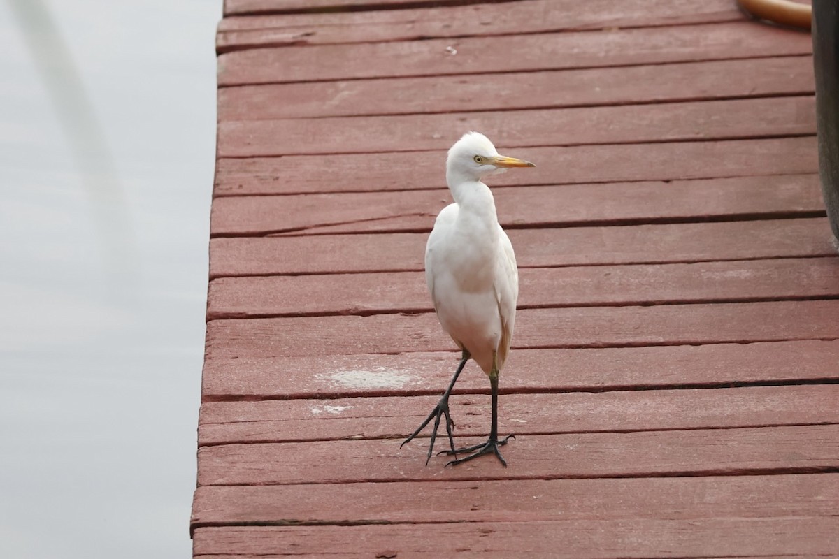 Western Cattle-Egret - ML645585703