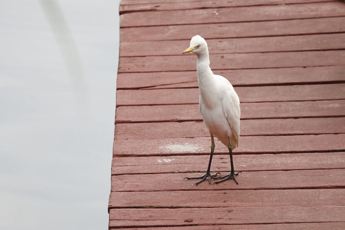 Western Cattle-Egret - ML645585704