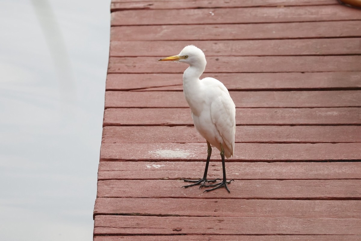 Western Cattle-Egret - ML645585705