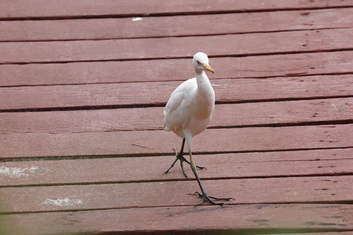 Western Cattle-Egret - ML645585706