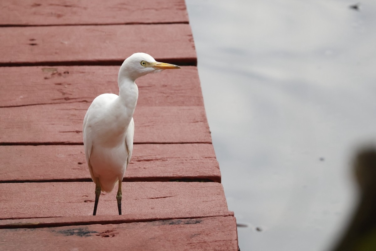 Western Cattle-Egret - ML645585707