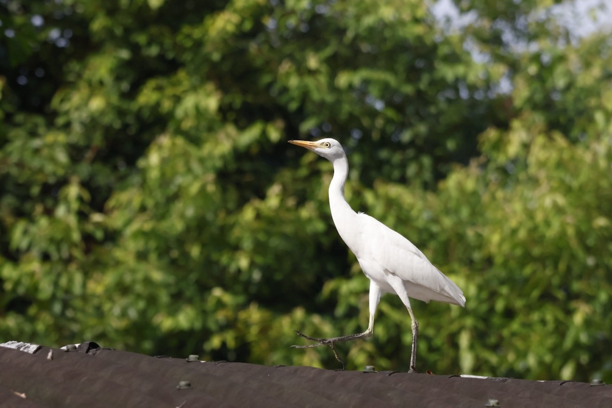 Western Cattle-Egret - ML645585708