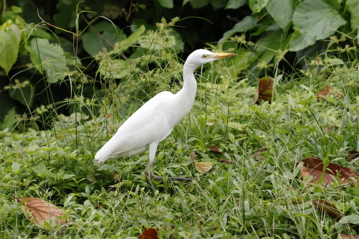 Western Cattle-Egret - ML645585709