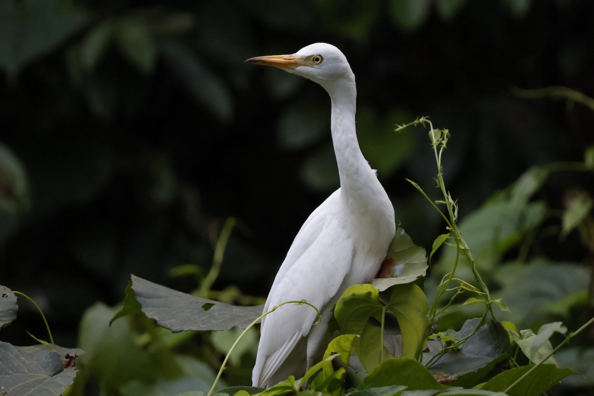 Western Cattle-Egret - ML645585710