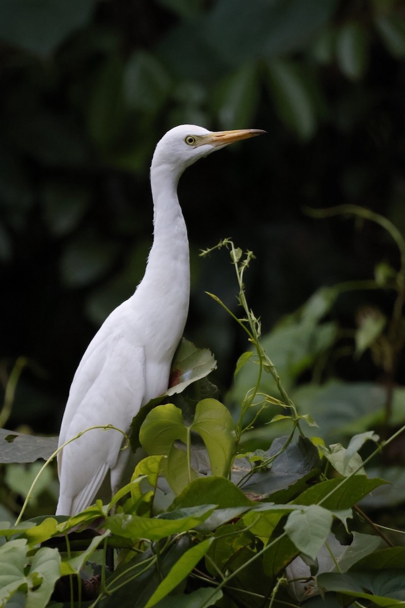 Western Cattle-Egret - ML645585711