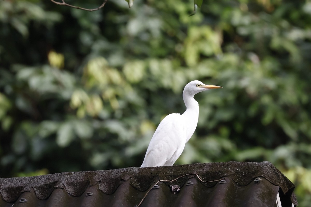 Western Cattle-Egret - ML645585712