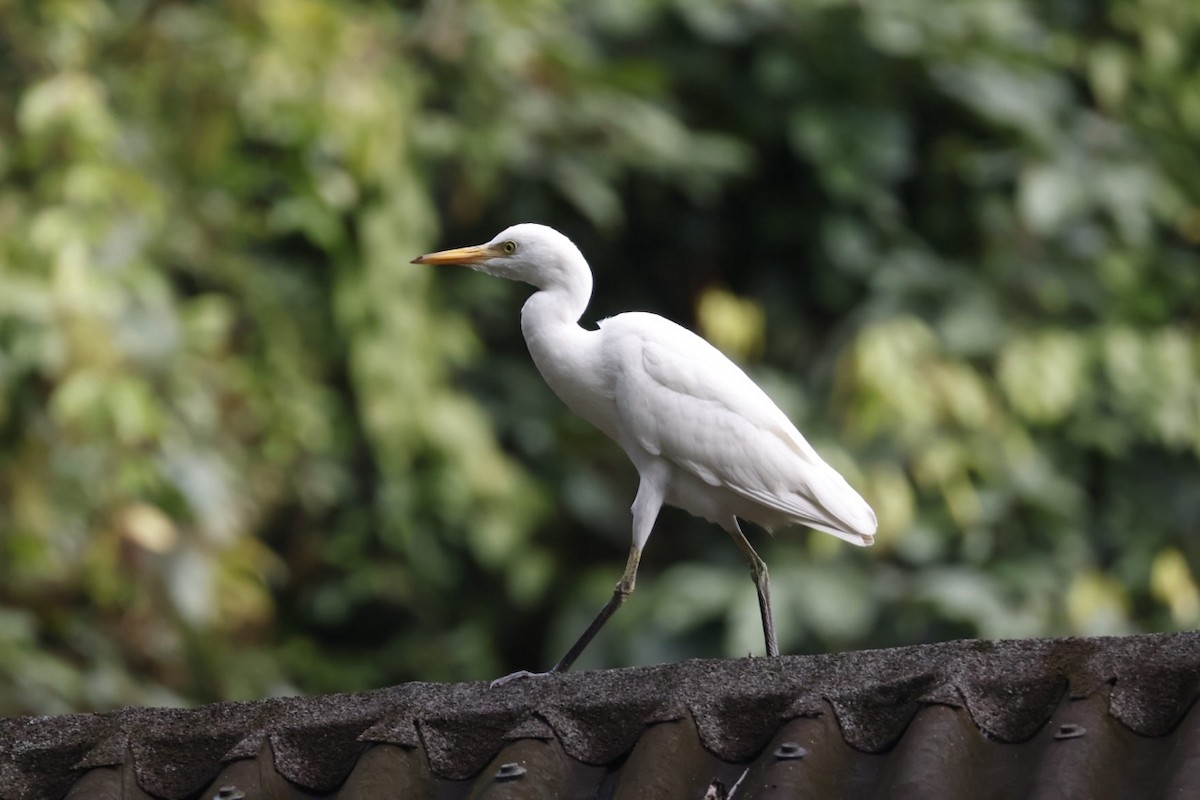 Western Cattle-Egret - ML645585713