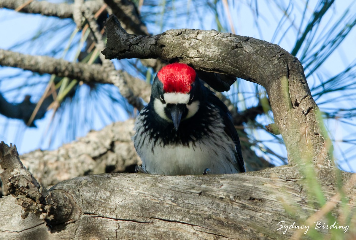 Acorn Woodpecker - ML645585714